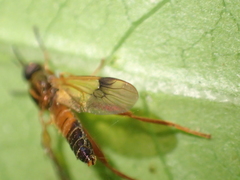 Benhamyia apicalis