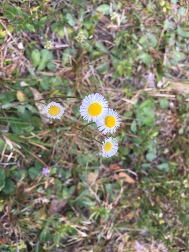 Erigeron quercifolius image