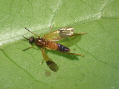 Benhamyia apicalis