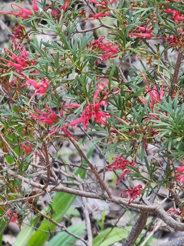 Spider Net Grevillea (Grevillea thelemanniana)