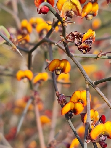Image of Daviesia horrida by (c) Belinda Forbes, some rights reserved (CC BY)