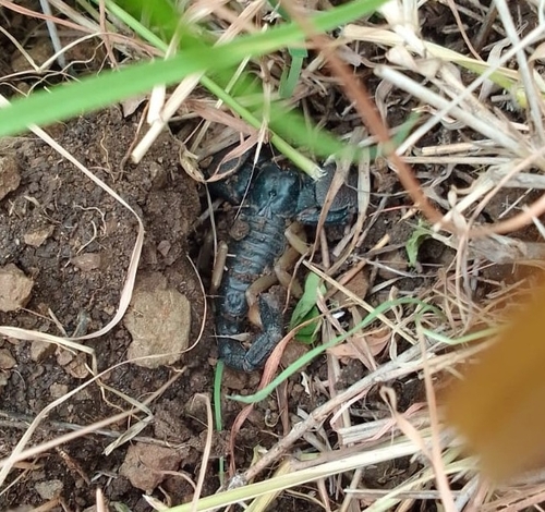 Photo of Yellow-footed Peninsular Black Scorpion (Chersonesometrus fulvipes)