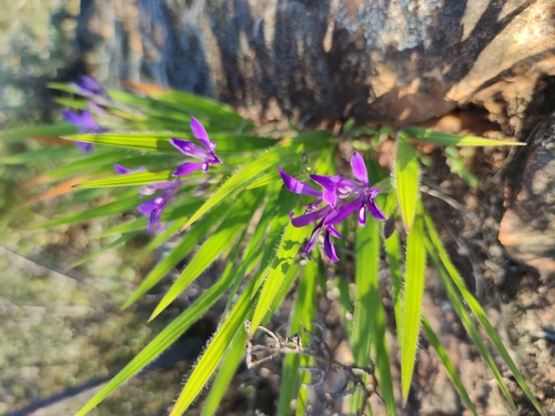 Image of Babiana ecklonii by (c) Seth Musker, some rights reserved (CC BY)