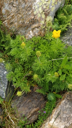 Adonis pyrenaica, photograph 6