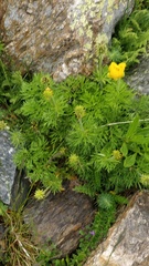 Adonis pyrenaica, photograph (c) Franck Cabot, some rights reserved (CC BY)