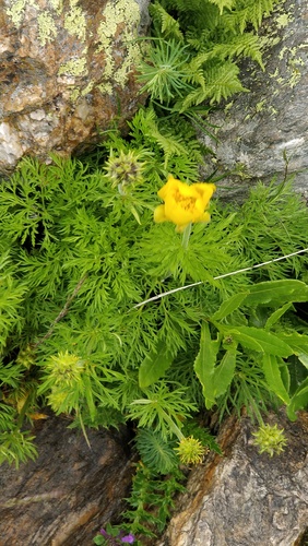 Adonis pyrenaica, photograph 5