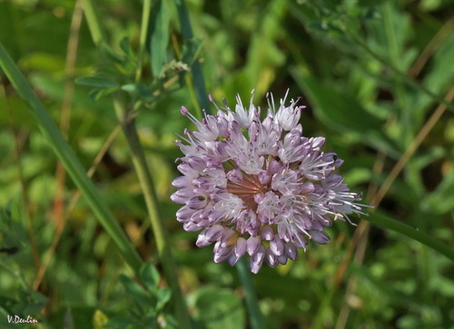 Allium splendens iNat (2)