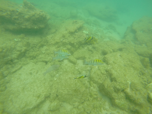 Haemulon sexfasciatum