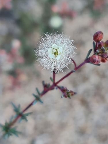 Image of Verticordia huegelii by (c) Belinda Forbes, some rights reserved (CC BY)