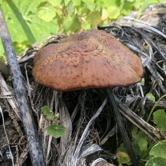 Gymnopilus thiersii image