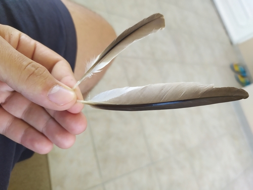Plume de Grèbe huppé