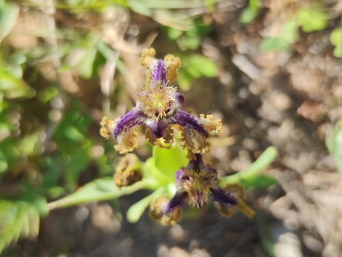 Ferraria uncinata