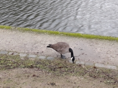 Branta canadensis