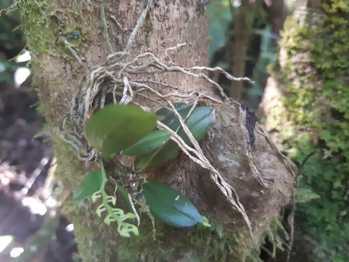 Aerangis hyaloides (Rchb.f.) Schltr. 4
