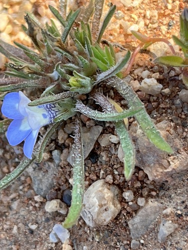 Stemless Capebell (Wahlenbergia acaulis)