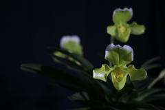 Paphiopedilum