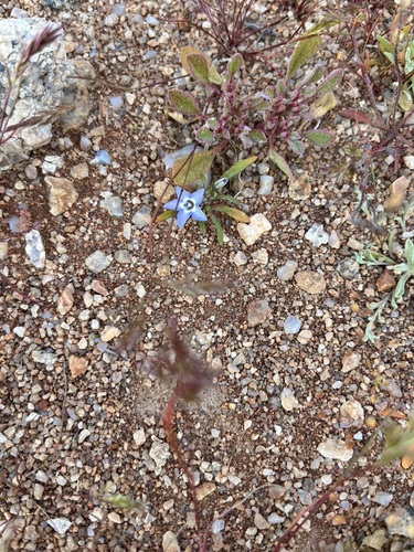 Image of Wahlenbergia acaulis by (c) Charleen Brunke, some rights reserved (CC BY)