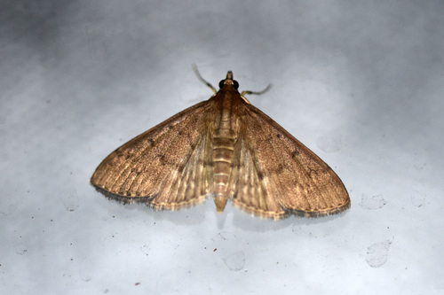 Grass Webworm Moth