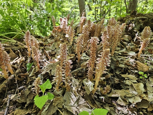 Lathraea japonica iNat (3)
