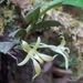 Lemurella pallidiflora - Photo (c) davide berton, some rights reserved (CC BY-NC), uploaded by davide berton