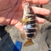 Serranus scriba