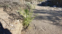Cryptantha barbigera fergusoniae