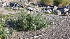Cryptantha barbigera fergusoniae