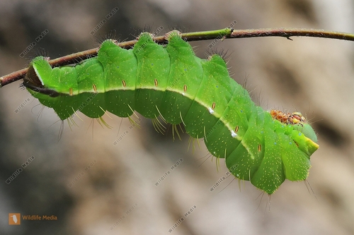 Japanese Silk Moth