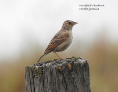 Mirafra javanica