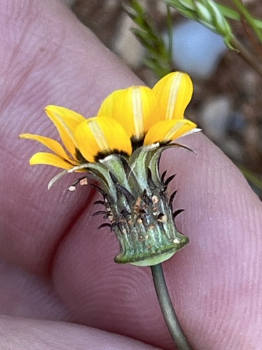 Image of Gazania tenuifolia by (c) Charleen Brunke, some rights reserved (CC BY)
