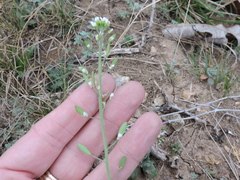 Tomostima platycarpa