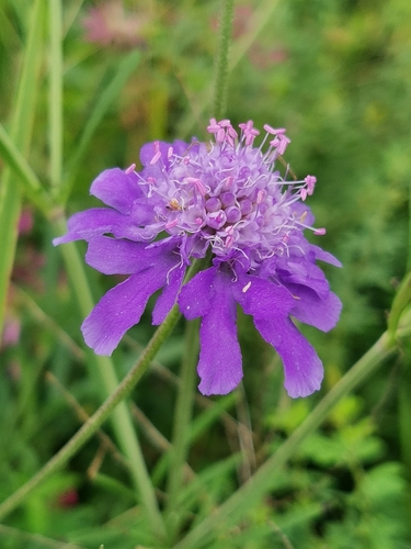 Image of Scabiosa lachnophylla by (c) Elena_Sherehora, some rights reserved (CC BY)