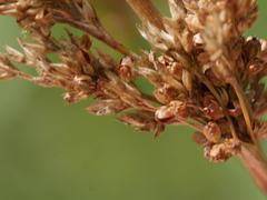 Juncus edgariae