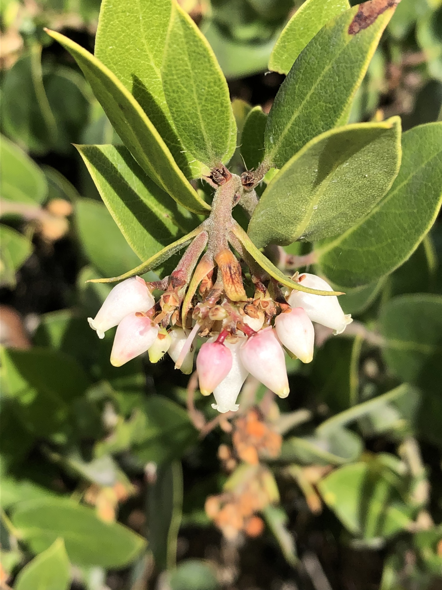 Arctostaphylos crustacea ssp. eastwoodiana
