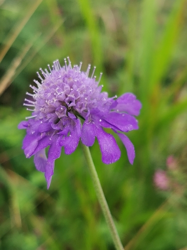 Scabiosa lachnophylla, photograph 5