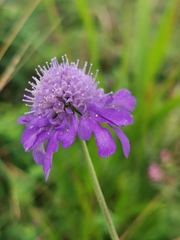 Scabiosa lachnophylla, photograph Elena_Sherehora, CC BY, iNaturalist via GBIF