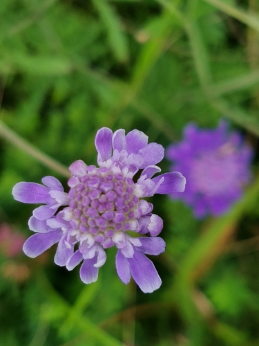 Image of Scabiosa lachnophylla by (c) Elena_Sherehora, some rights reserved (CC BY)