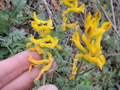 Corydalis curvisiliqua