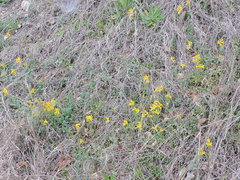 Corydalis curvisiliqua