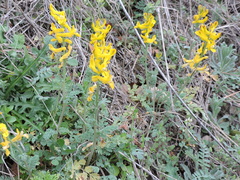 Corydalis curvisiliqua