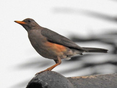 African Thrush photo 4