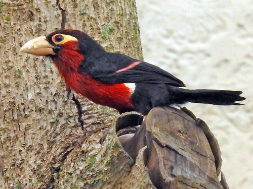 Double-toothed Barbet