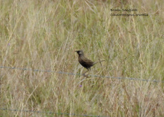 Cincloramphus cruralis