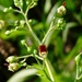 Common Figwort - Photo (c) lastovka, some rights reserved (CC BY-NC), uploaded by lastovka