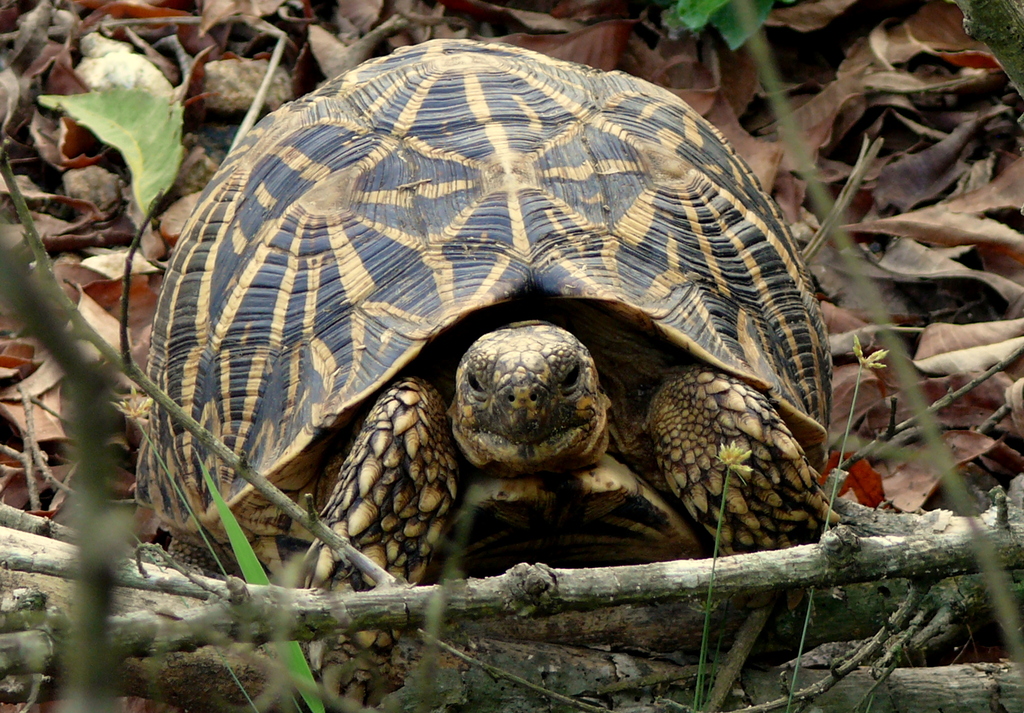 Indian Star Tortoise In March 2011 By Royle Safaris · Inaturalist