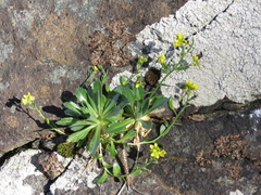 Draba grandis
