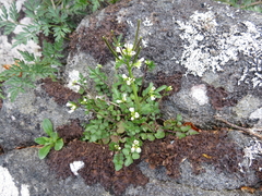 Cardamine umbellata