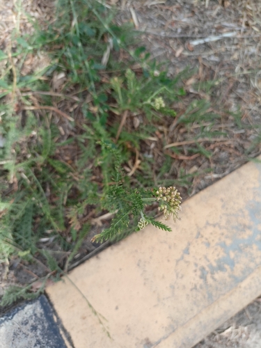 bristly yarrow