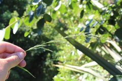 Arrhenatherum elatius elatius