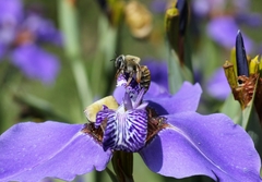 Xylocopa subvirescens